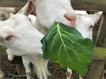The site's goats