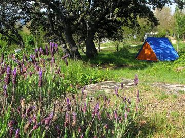 Quiet place to pitch your tent