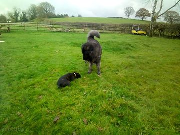 Friendly visitors