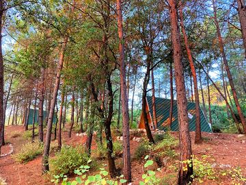 Cabins among the trees
