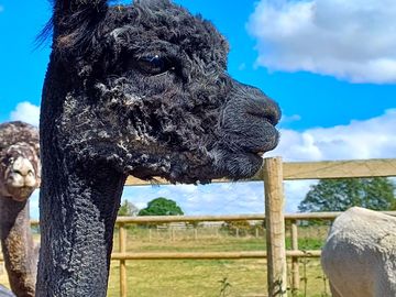 Bernie the alpaca