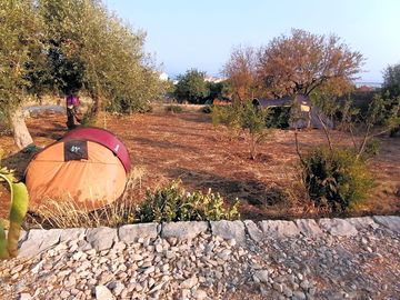 Ulivo pitch