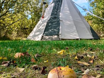 The tipi in september with windfalls.
