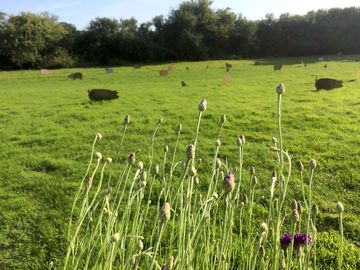 Metal animals marking the pitches