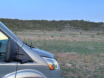 Mustangs grazing wild