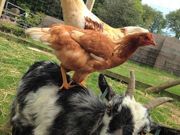 Meet the goat and chickens