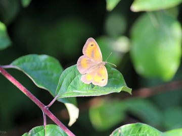 Meadow brown butterfly