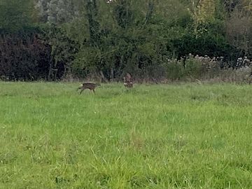 A campsite or even deer are present. a campsite with lots of peace and quiet.