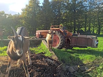 The goats