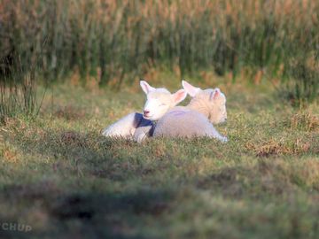 Lambs