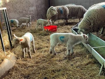 Lambing