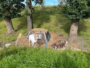 Resident goats
