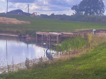 Pond on site