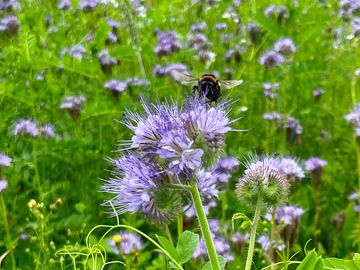 Bees on the wildflowers