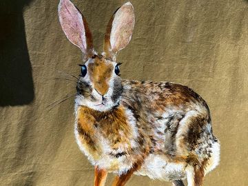 Rabbit tipi