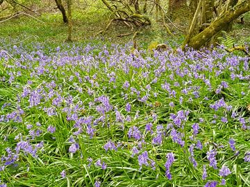 Spring bluebells in the woods