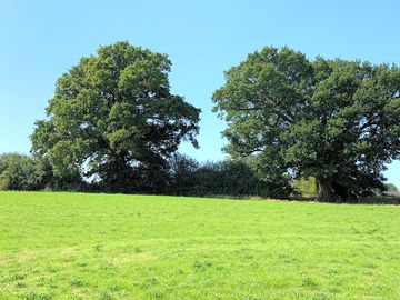 Mature oaks guarding the site