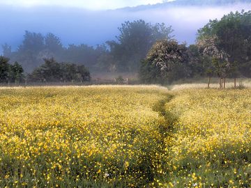 Buttercup meadow