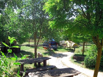 Under the trees