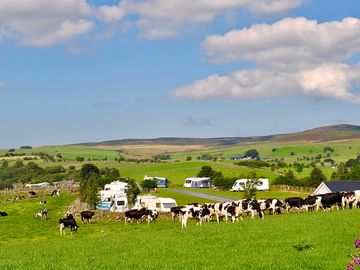 The farm's cows