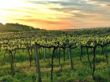 Our vineyards at sunset, where Chianti shines in golden light.