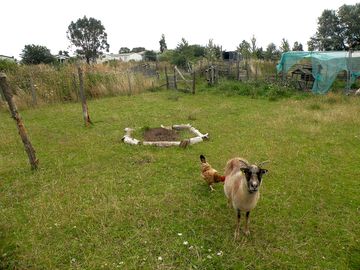Paddock pitches