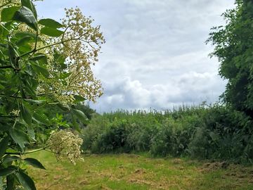Woodland plot