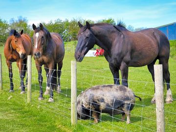 Billy, Gossip and Murphy together with Sammy Pig