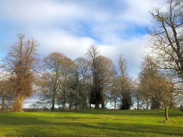 Under the trees