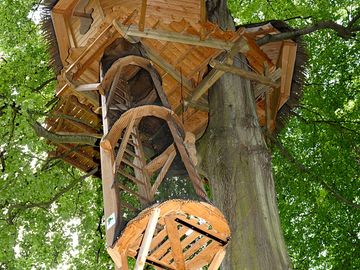 Ladder access to the grand hêtre treehouse