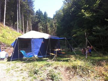 Tent pitches shaded by pines