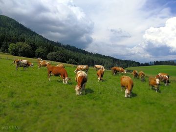 Nachbarn des stellplatzes