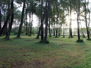 Pine trees all around