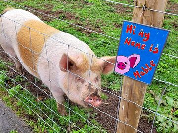 Our friendly pig mable