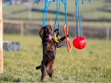 Secure dog walking and play area for dogs