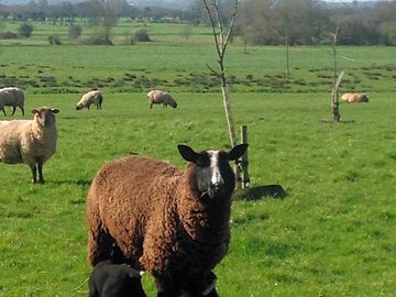 The site is on a working farm run along organic principles