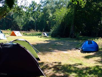 Tents in the woodland