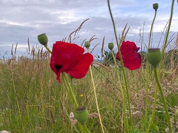 Wildflowers