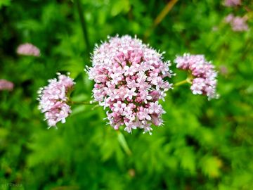 The meadow is full of rare native species