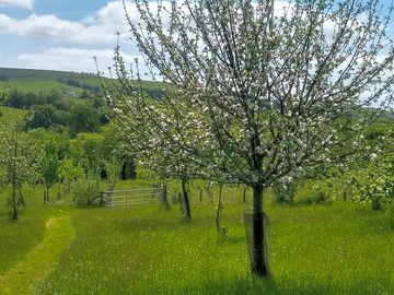 Spring is apple blossom time!