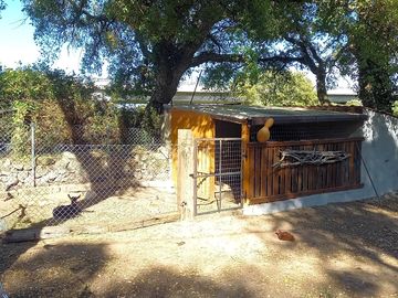 Livestock on site