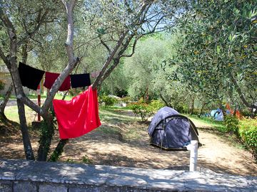 Trees will give you shelter from the sun