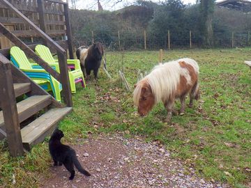 Miniature horses winter grassing on the glamping field