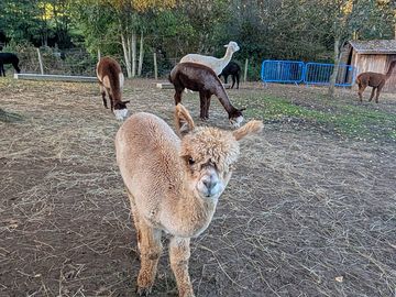 Alpacas