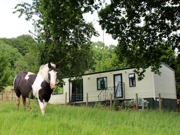 Horses, donkeys and sheep outside your door