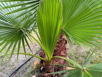 Native trees on site
