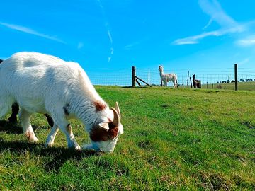 Ronnie one of our goats grazing with our alpacas burt and ernie in the background