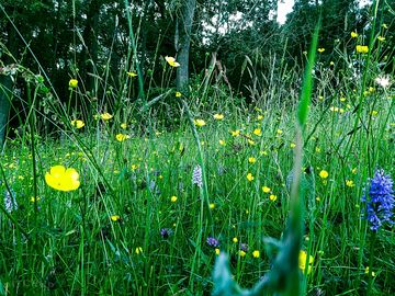 Wildflower meadow