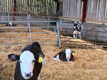 Animals on site