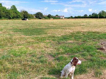 Hetty the spaniel inspecting the camping field